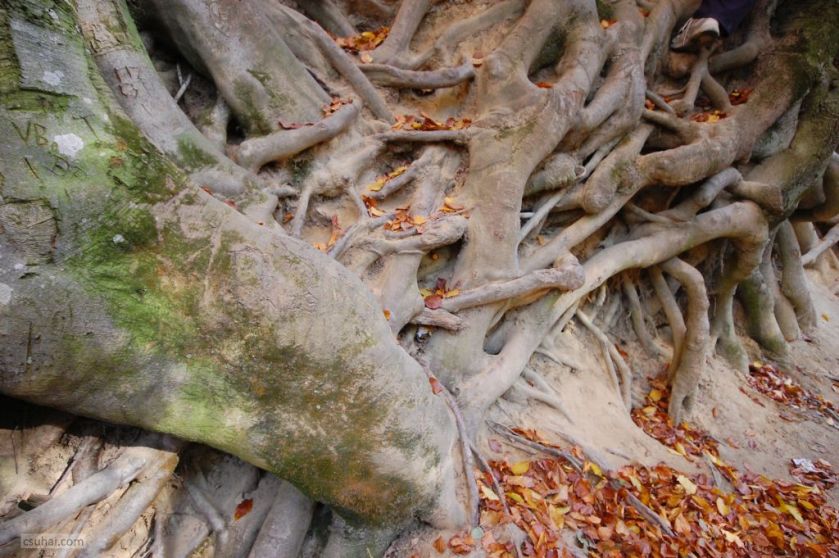 DSC_17162011-10-05_12-37-29_